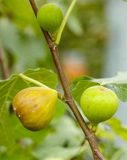 3 x TALEA GRANDE di FICO