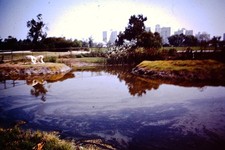 LUGLIO 1962 La Brea Tar Pits