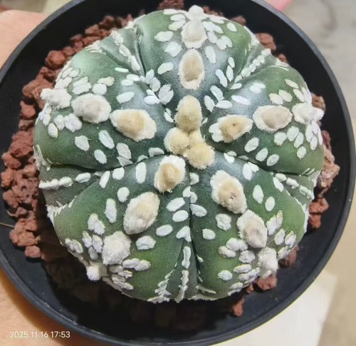 Astrophytum asterias super - asterias, 'super