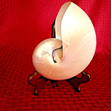 GRANDE GUSCIO NAUTILUS