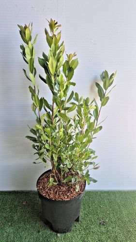 Arbutus unedo - arbutus,