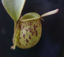 NEPENTHES AMPULLARIA - PIANTA CARNIVORA, 10 SEMI