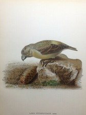 Crociere delle pinete Loxia Pytyopsittacus Cromolitografia 1927 Svenska Fåglar