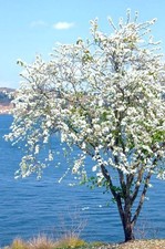 Dwarf White Bauhinia, snowy