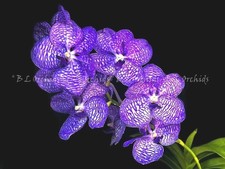 Vanda coerulea "Blue Moon"