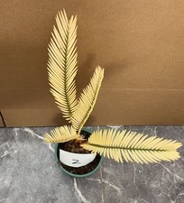 Cycas revoluta Thunb Giardino