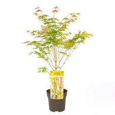 Acero giapponese acer - acero,
