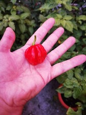 SEMI DI HABANERO RED