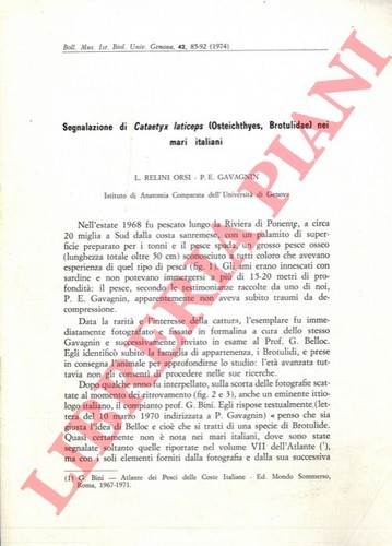 Relini orsi gavagnin p - relini,