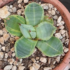 Agave parryi f. VARIEGATA