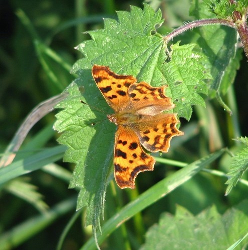 Photo 6x4 comma - photo,