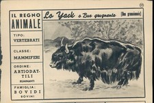 R@R@ FIGURINA DEL REGNO