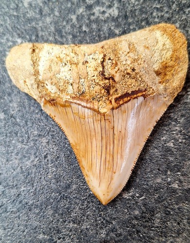 Indo megalodonte denti - indo,