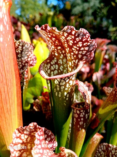 Sarracenia dwarf clone - b, ,rare