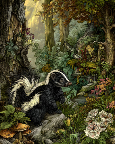 Stampa artistica 8x10 skunk - 8x10,