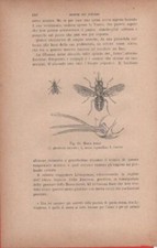 Mosca tsetsé. 1. grandezza