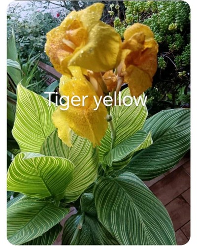 Pianta canna tiger yellow - canna,