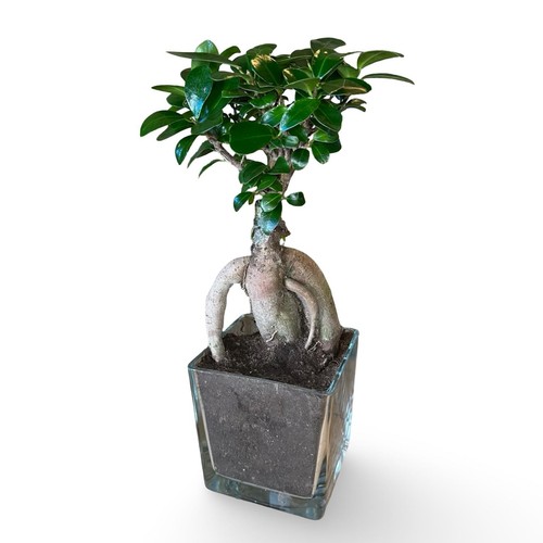 Bonsai ginseng ficus - ginseng,