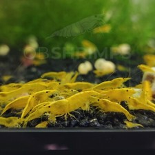 10 Neocaridine Davidi Yellow Fire Neon + omaggio superfood / caridine acquario