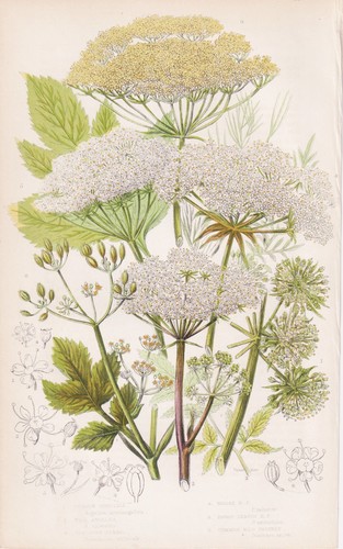 Angelica archangelica erbe - angelica,