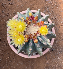 FEROCACTUS GLAUCESCENS INERMIS
