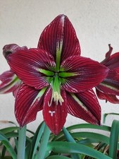 Hippeastrum PMn2 X Cybister -