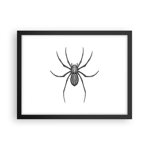 Poster 40x30cm ragno insetto - ragno,