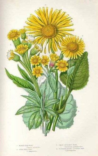 Stampa botanica antica 1899 - stampa,