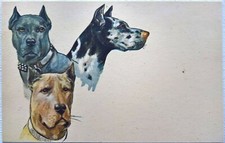 Cane Corso, Great Dane and