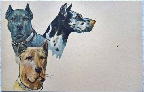 Cane corso great dane and - cane,