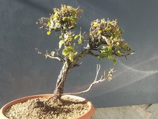 Pre-Bonsai Di Quercia Rovella