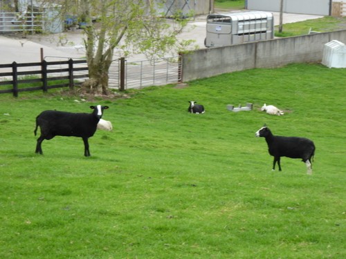 Photo 6x4 zwartbles sheep - photo,