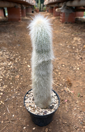 Cleistocactus straussi - straussi,