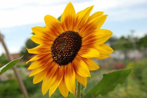 Semi girasole striato iregi - girasole,