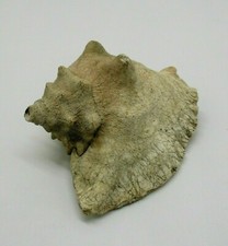 ANTICA E RARA CONCHIGLIA (