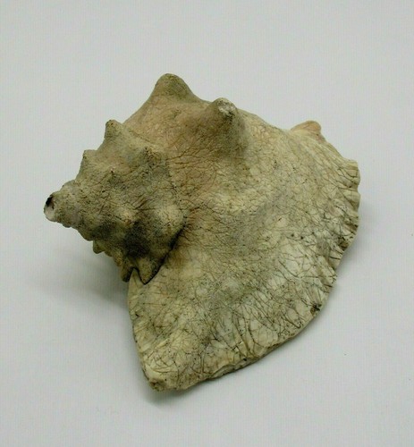 Antica rara conchiglia - e,