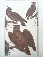 Buffon/Vauthier Incisione