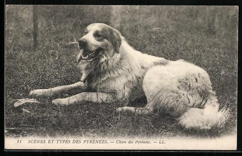 Cartolina chien des - cartolina,