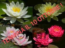 IN SCADENZA!!! SUPER OFFERTA KIT 5 Nymphaea - Ninfea Pianta acquatica laghetto