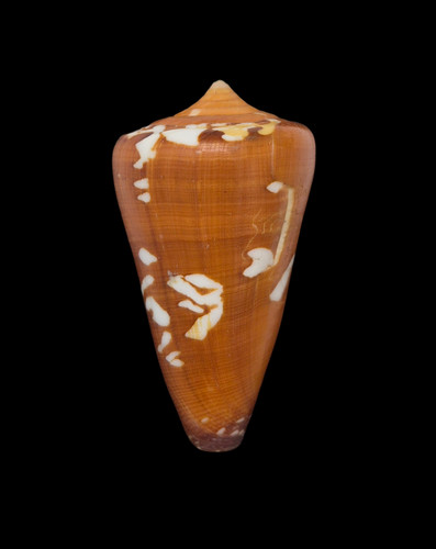 Conchiglia shell conus - shell,