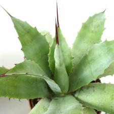 Agave schaffeltii X ovatifolia - NO bianco variegato
