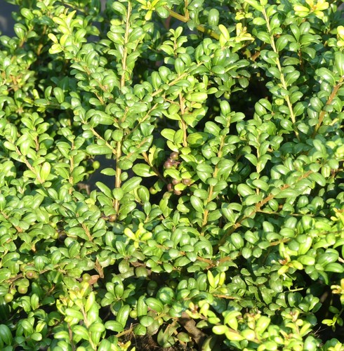Pezzi cucchiaio agrifoglio - 10,