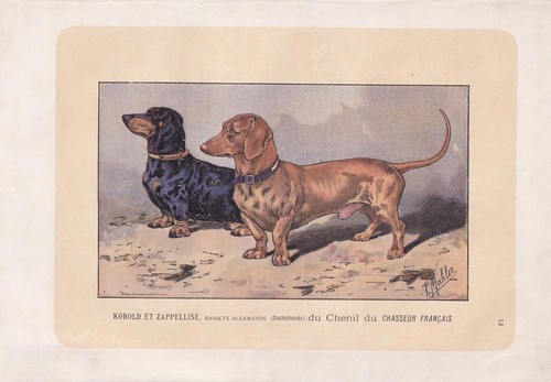Stampa cane bassotto 1896 - cane,