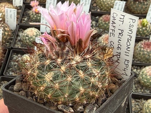 Pediocactus simponii - rp, 41