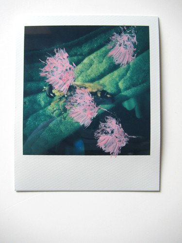 Araki polaroid originale - araki:,