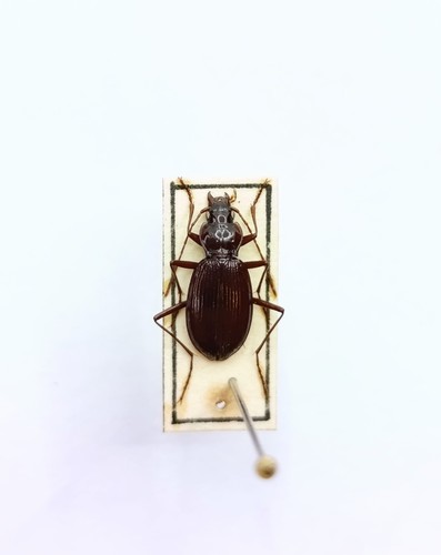Entomology taxidermy - entomology,