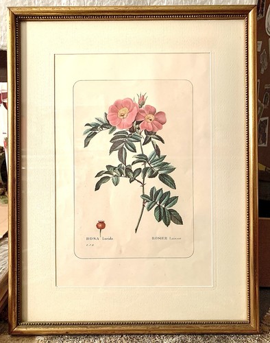Quadri botanica stalle rose - botanica-,