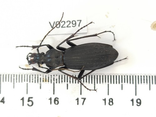 V02297 insetti carabidae - v02297.,