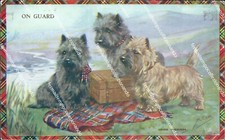 cb607 cartolina  on guard cairn terriers cani dog illustratore artist