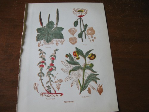 1915 stampa artistica - 1915,